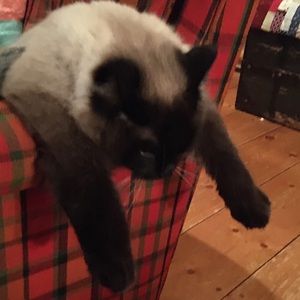 Meet your Posher, Annabel